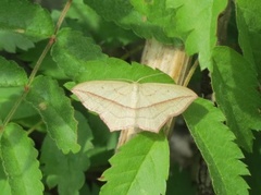 Blood-vein (Timandra comae)