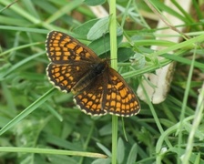 Heath Fritillary (Melitaea athalia)