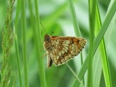 Heath Fritillary (Melitaea athalia)