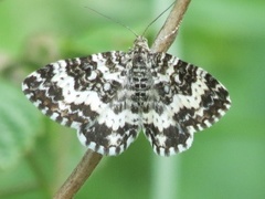 Argent & Sable (Rheumaptera hastata)