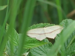 Gul syremåler (Timandra comae)