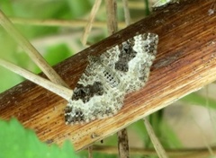 Grå mauremåler (Epirrhoe alternata)