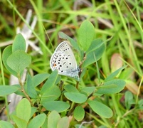 Myrblåvinge (Plebejus optilete)