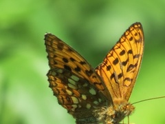 High Brown Fritillary (Argynnis adippe)