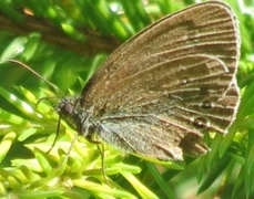 Ringlet (Aphantopus hyperantus)