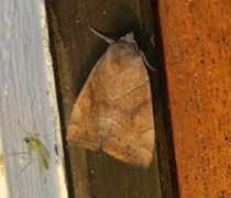 The Dun-bar (Cosmia trapezina)