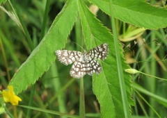 Rutemåler (Semiothisa clathrata)