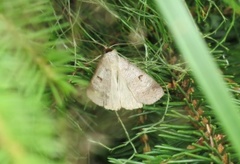 Engvikkefly (Lygephila pastinum)