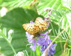 Lesser Marbled Fritillary (Brenthis ino)