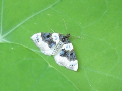 Purple Bar (Cosmorhoe ocellata)