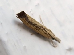 Pearl Veneer (Agriphila straminella)