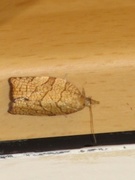 Chequered Fruit-tree Tortrix (Pandemis corylana)