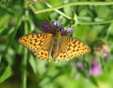 High Brown Fritillary (Argynnis adippe)