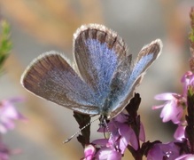 Silver-studded Blue (Plebejus argus)