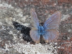 Idas blue (Plebejus idas)