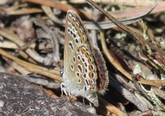 Silver-studded Blue (Plebejus argus)