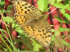 High Brown Fritillary (Argynnis adippe)