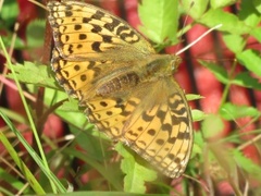 Adippeperlemorvinge (Argynnis adippe)