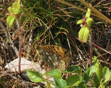High Brown Fritillary (Argynnis adippe)