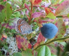 Argus-/idasblåvinge (Plebejus argus/idas)