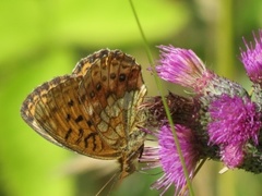 Lesser Marbled Fritillary (Brenthis ino)