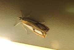 Toflekket nebbmott (Catoptria pinella)