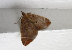 The Chevron (Eulithis testata)