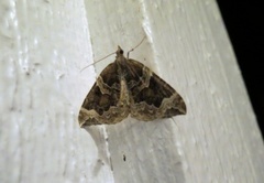 The Phoenix (Eulithis prunata)