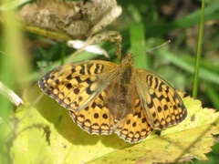 High Brown Fritillary (Argynnis adippe)
