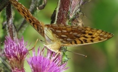 High Brown Fritillary (Argynnis adippe)