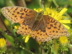 Lesser Marbled Fritillary (Brenthis ino)