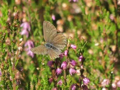 Argus-/idasblåvinge (Plebejus argus/idas)