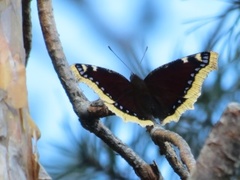 Camberwell Beauty (Nymphalis antiopa)