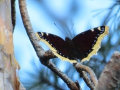 Sørgekåpe (Nymphalis antiopa)