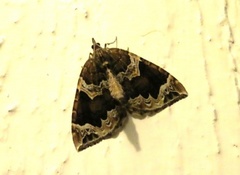 The Phoenix (Eulithis prunata)