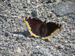 Camberwell Beauty (Nymphalis antiopa)