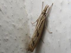 Barred Grass-veneer (Agriphila inquinatella)
