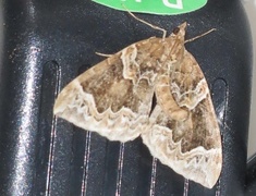 The Phoenix (Eulithis prunata)