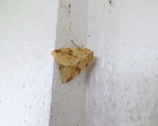 The Sallow (Xanthia icteritia)