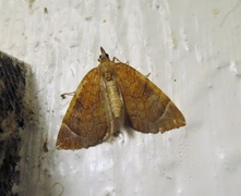 The Chevron (Eulithis testata)
