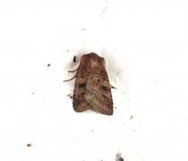 Small Square-spot (Diarsia rubi)