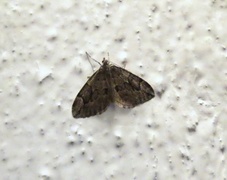 Juniper Carpet (Thera juniperata)