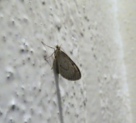 Juniper Carpet (Thera juniperata)