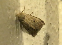Red-line Quaker (Agrochola lota)