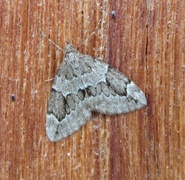 Juniper Carpet (Thera juniperata)