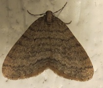 Winter Moth (Operophtera brumata)