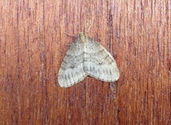 Northern Winter Moth (Operophtera fagata)
