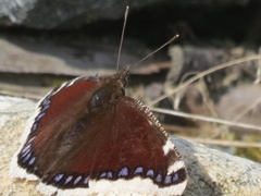 Sørgekåpe (Nymphalis antiopa)