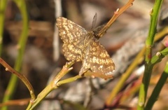 Common Heath (Ematurga atomaria)