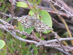 Common Heath (Ematurga atomaria)